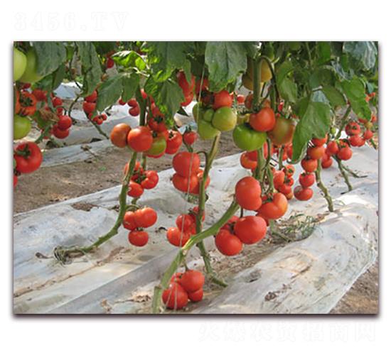 ���ȷ���-���ѷN��-����˹