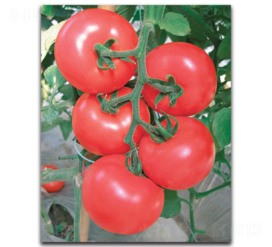 ِ������-���ѷN��-����˹