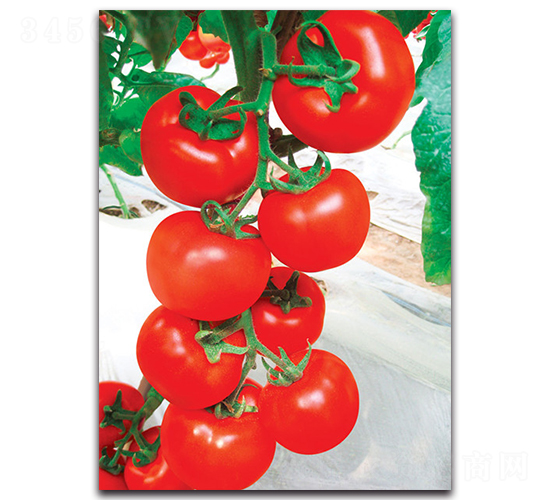 ؐ����-���ѷN��-����˹