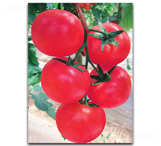 �e��-���ѷN��-����˹