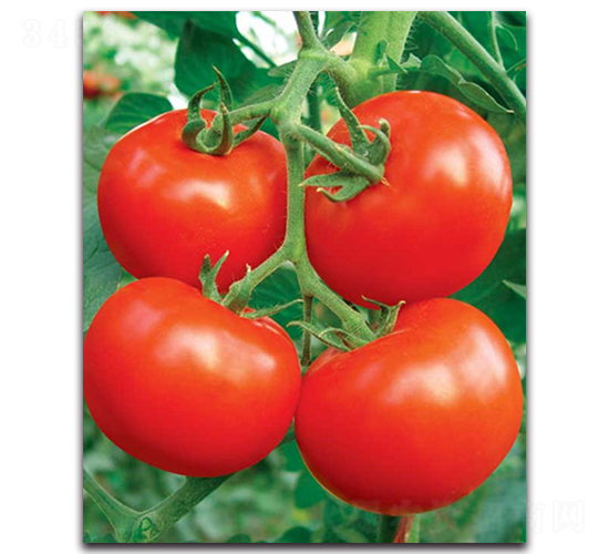 �Ƶ��_-���ѷN��-����˹