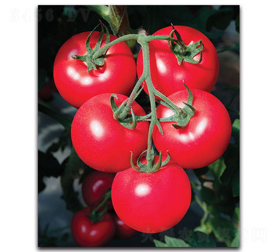 �ҵ�-���ѷN��-����˹