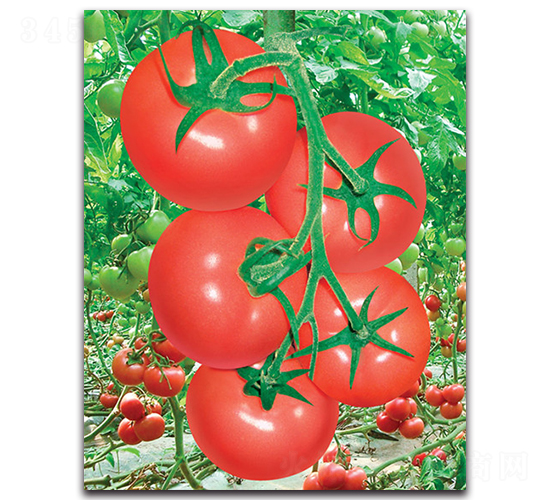 ���m�ٻ�-���ѷN��-����˹