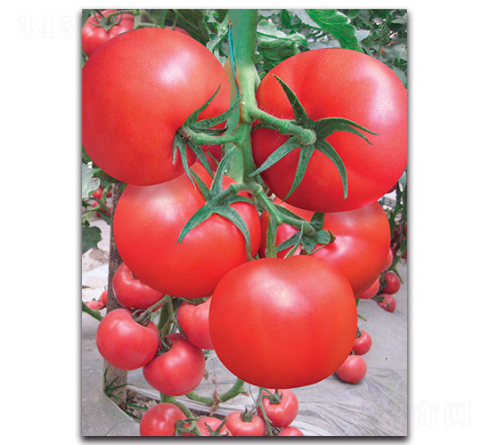 �P�R-���ѷN��-����˹