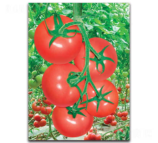 �P��-���ѷN��-����˹