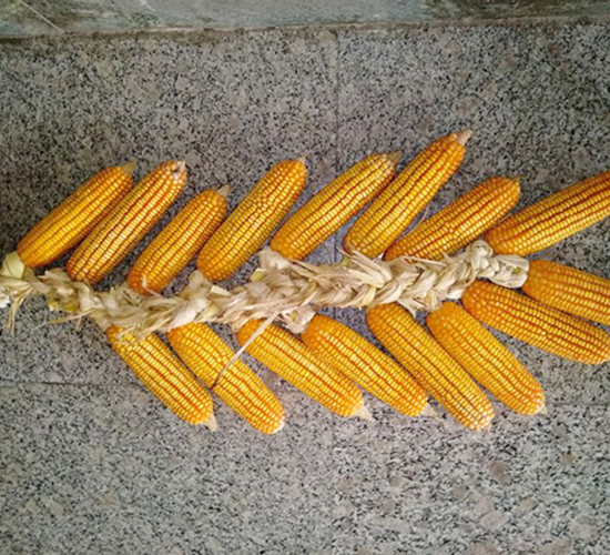 ����(l��i)376-���׷N��-����(l��i)�N�I(y��)