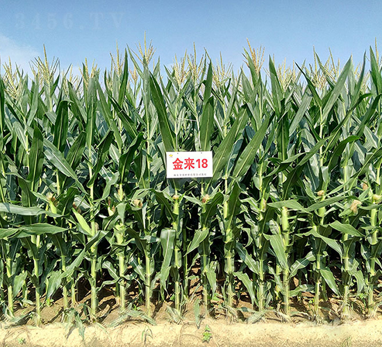 ����(l��i)18-���׷N��-����(l��i)�N�I(y��)