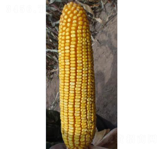 ���216-���׷N��-���N�I(y��)