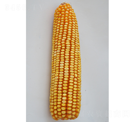 ���8̖-���׷N��-���N�I(y��)