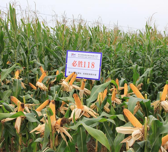 �؄�118-���׷N��-�����r(n��ng)�I(y��)