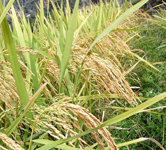 B��(y��u)840-ˮ���N��-�����r�I(y��)