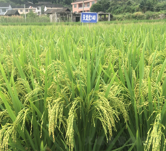 ������(y��u)140-ˮ���N��-�����r(n��ng)�I(y��)