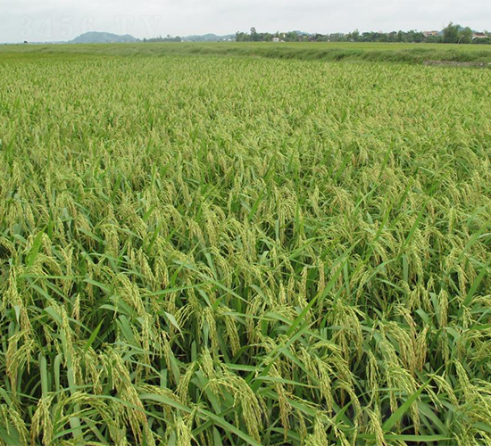 II��(y��u)818-ˮ���N��-�����r(n��ng)�I(y��)