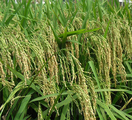 ������(y��u)1340-ˮ���N��-�����r(n��ng)�I(y��)