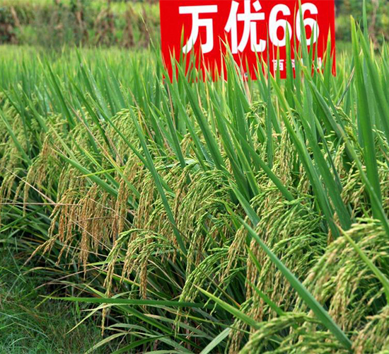 �f(w��n)��(y��u)66-ˮ���N��-�����r(n��ng)�I(y��)