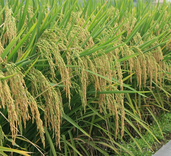 B��(y��u)268-ˮ���N��-�����r(n��ng)�I(y��)