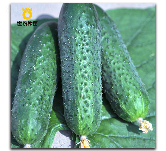 ����-�S�ϷN��-���r(n��ng)�N��