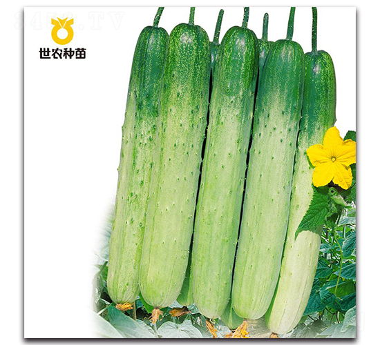 �����״�-�S�ϷN��-���r(n��ng)�N��