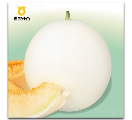 ��˹��-��ϷN��-���r�N��