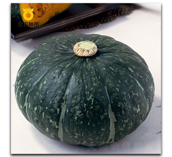 SN����-�ϹϷN��-���r(n��ng)�N��