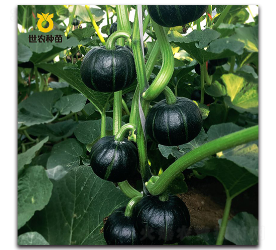 ��� �-�ϹϷN��-���r(n��ng)�N��