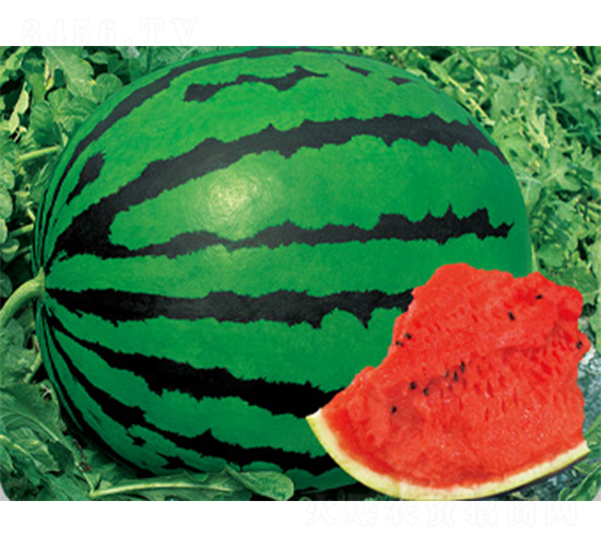 �t�M��-���ϷN��-����N�I(y��)