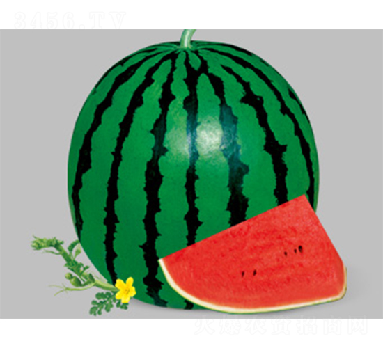 ���t-10-���ϷN��-����N�I(y��)