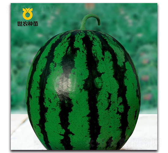 SN�ۿ�-���ϷN��-���r(n��ng)�N��