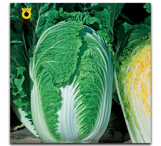 ������-�ײ˷N��-���r(n��ng)�N��