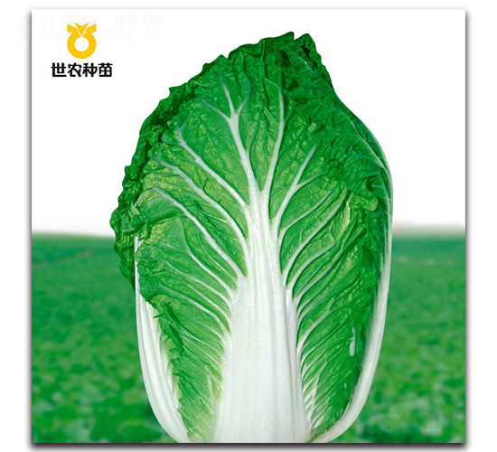 ����54-�ײ˷N��-���r(n��ng)�N��