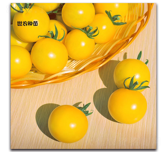 ���-���ѷN��-���r(n��ng)�N��