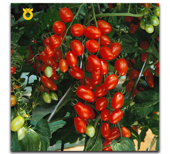 ܽɺ88����ɽ88��-���ѷN��-���r(n��ng)�N��