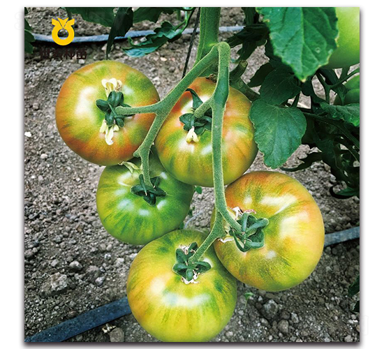 ����-���ѷN��-���r�N��