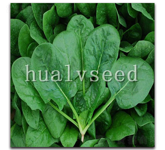 ��G2̖(h��o)-���˷N��-�A�G