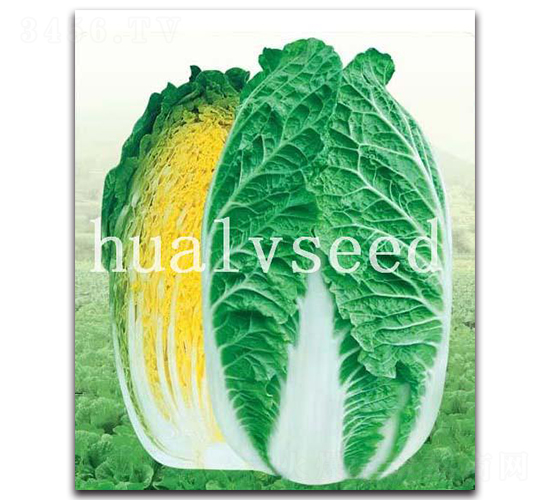 ϲ��-�ײ˷N��-�A�G