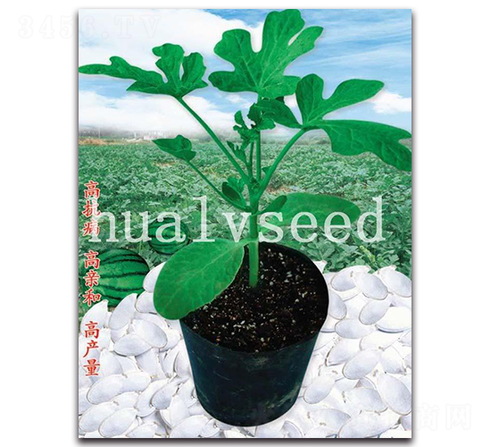 �L����ľ-��ľ�N��-�A�G