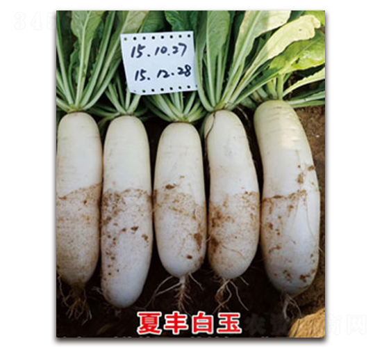 ���S����-�}���N��-�S�{�N��