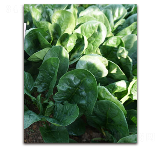 TI-11W-���˷N��-�S�{�N��