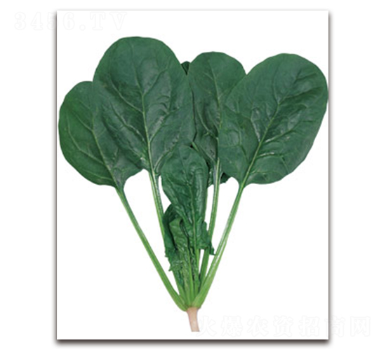 ��ʢ-���˷N��-�S�{�N��