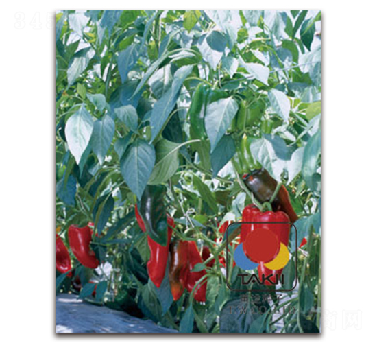 �t����-�𽷷N��-�S�{�N��