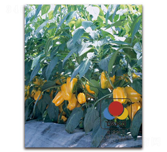 �S�-�𽷷N��-�S�{�N��