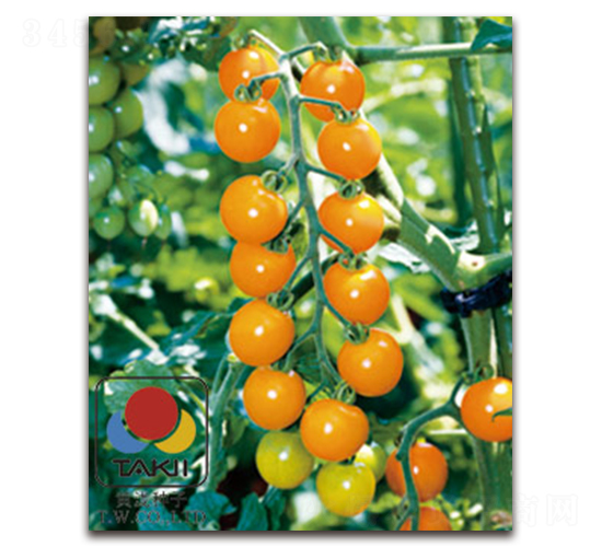 TI-144�����ҷ��ѣ�-���ѷN��-�S�{�N��