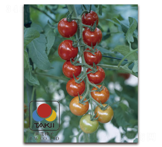 TI-09R�����ҷ��ѣ�-���ѷN��-�S�{�N��