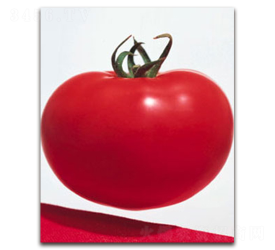 �Ҵ�磨�۹���-���ѷN��-�S�{�N��