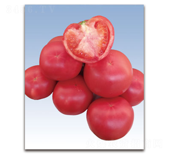 ��֮��ʯ���۹���-���ѷN��-�S�{�N��