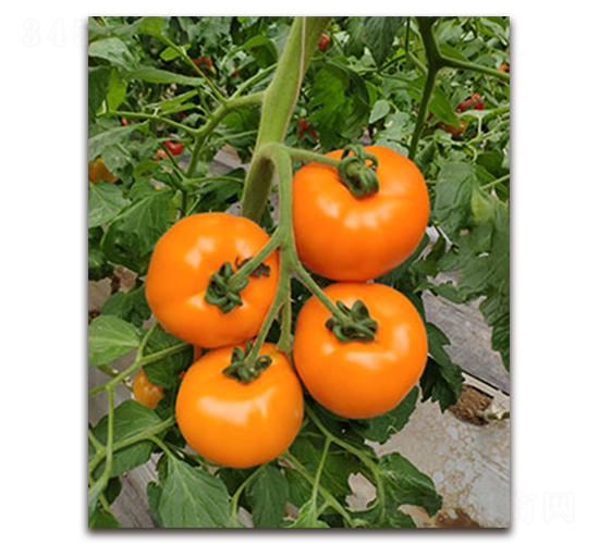 TI-169���S����-���ѷN��-�S�{�N��