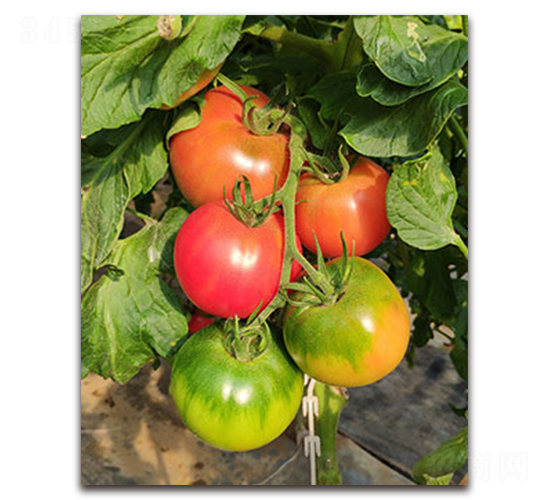 TI-157���۹���-���ѷN��-�S�{�N��