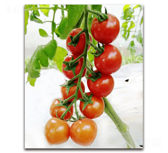 TI-081�����ҷ��ѣ�-���ѷN��-�S�{�N��