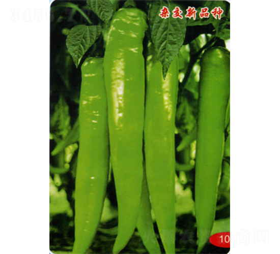 �����L(zh��ng)��-�����N��-�������