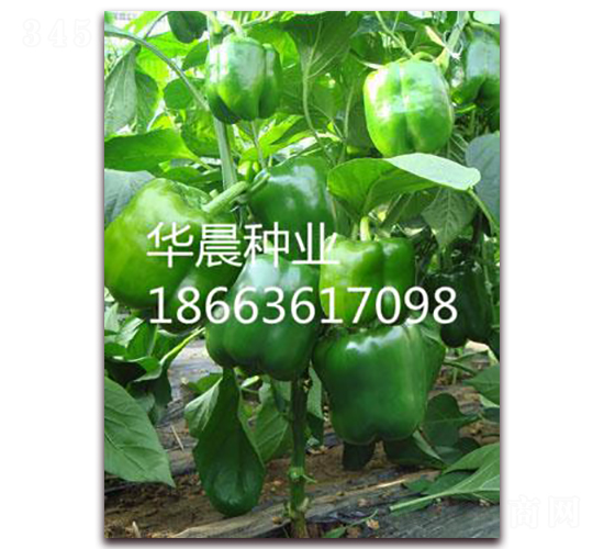 �W��F1�����m��-�𽷷N��-�A���N�I(y��)